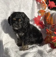 Birdie , a female Cockapoo for sale in Goshen, IN – 2 of 8