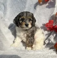 Bambi, a male Cockapoo for sale in Goshen, IN – 3 of 8