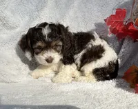 Bubbles, a female Cockapoo for sale in Goshen, IN – 4 of 8