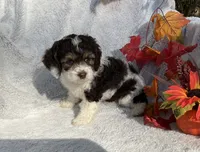 Bubbles, a female Cockapoo for sale in Goshen, IN – 3 of 8