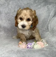 Toffee , a male Cockapoo for sale in Goshen, IN – 5 of 8