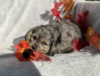 Bingo, a male Cockapoo for sale in Goshen, IN – 3 of 8