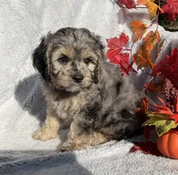 Bingo, a male Cockapoo for sale in Goshen, IN – 5 of 8