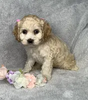 Taffy, a female Cockapoo for sale in Goshen, IN – 4 of 8