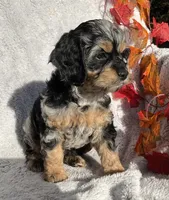 Buttons, a female Cockapoo for sale in Goshen, IN – 3 of 8