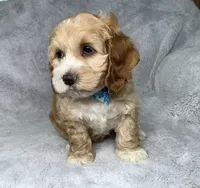 Toffee , a male Cockapoo for sale in Goshen, IN – 3 of 8