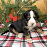 Rudolph AKC, a male Greater Swiss Mountain Dog for sale in Goshen, IN – Photo 7 of 9