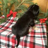 Rudolph AKC, a male Greater Swiss Mountain Dog for sale in Goshen, IN – Photo 8 of 9