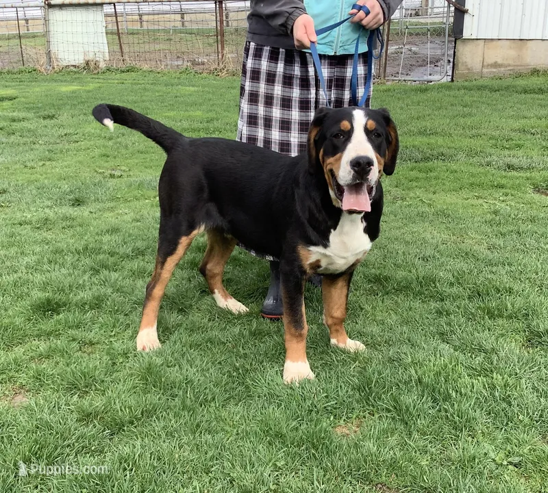 Rudolph AKC – Greater Swiss Mountain Dog puppy for sale in Goshen, IN