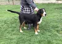 Rudolph AKC, a male Greater Swiss Mountain Dog for sale in Goshen, IN – Photo 2 of 9