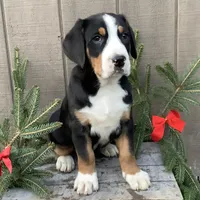 Rudolph AKC, a male Greater Swiss Mountain Dog for sale in Goshen, IN – Photo 4 of 9