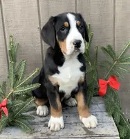 processed/558248f3-dff0-46cd-83b7-066451d489cf/listing/525847e9-f2f7-4d76-86f2-c353929a55e3/7ba03df9-b077-4536-b406-aee19d4cff54