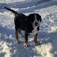 Rudolph AKC, a male Greater Swiss Mountain Dog for sale in Goshen, IN – Photo 2 of 9