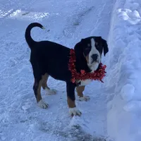 Rudolph AKC, a male Greater Swiss Mountain Dog for sale in Goshen, IN – Photo 1 of 9