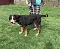 Rudolph AKC, a male Greater Swiss Mountain Dog for sale in Goshen, IN – Photo 3 of 9