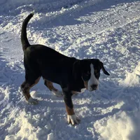 Rudolph AKC, a male Greater Swiss Mountain Dog for sale in Goshen, IN – Photo 3 of 9