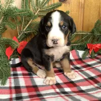 Rudolph AKC, a male Greater Swiss Mountain Dog for sale in Goshen, IN – Photo 6 of 9