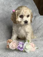 Taffy, a female Cockapoo for sale in Goshen, IN – 5 of 8