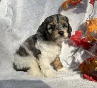 Bambi, a male Cockapoo for sale in Goshen, IN – 4 of 8