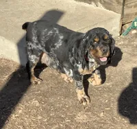 Hyacinth , a female Cockapoo for sale in Goshen, IN – Photo 6 of 7