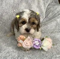 Hyacinth , a female Cockapoo for sale in Goshen, IN – Photo 2 of 7