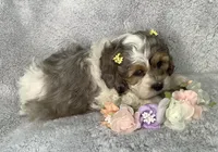Hyacinth , a female Cockapoo for sale in Goshen, IN – Photo 4 of 7