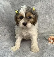 Hyacinth , a female Cockapoo for sale in Goshen, IN – Photo 3 of 7