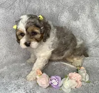 Hyacinth , a female Cockapoo for sale in Goshen, IN – Photo 5 of 7