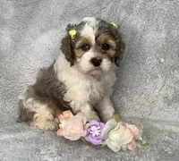 Hyacinth , a female Cockapoo for sale in Goshen, IN – Photo 1 of 7