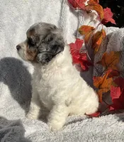 Bitsy, a female Cockapoo for sale in Goshen, IN – 3 of 8