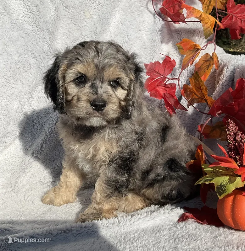Bingo – Cockapoo puppy for sale in Goshen, IN