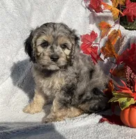 Bingo, a male Cockapoo for sale in Goshen, IN – 1 of 8