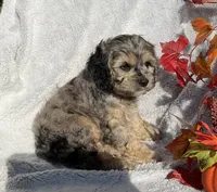 Bingo, a male Cockapoo for sale in Goshen, IN – 4 of 8