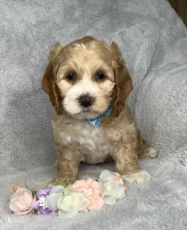 Toffee  – Cockapoo puppy for sale in Goshen, IN