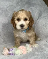 Toffee , a male Cockapoo for sale in Goshen, IN – 1 of 8
