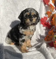 Buttons, a female Cockapoo for sale in Goshen, IN – 4 of 8
