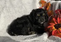 Birdie , a female Cockapoo for sale in Goshen, IN – 6 of 8