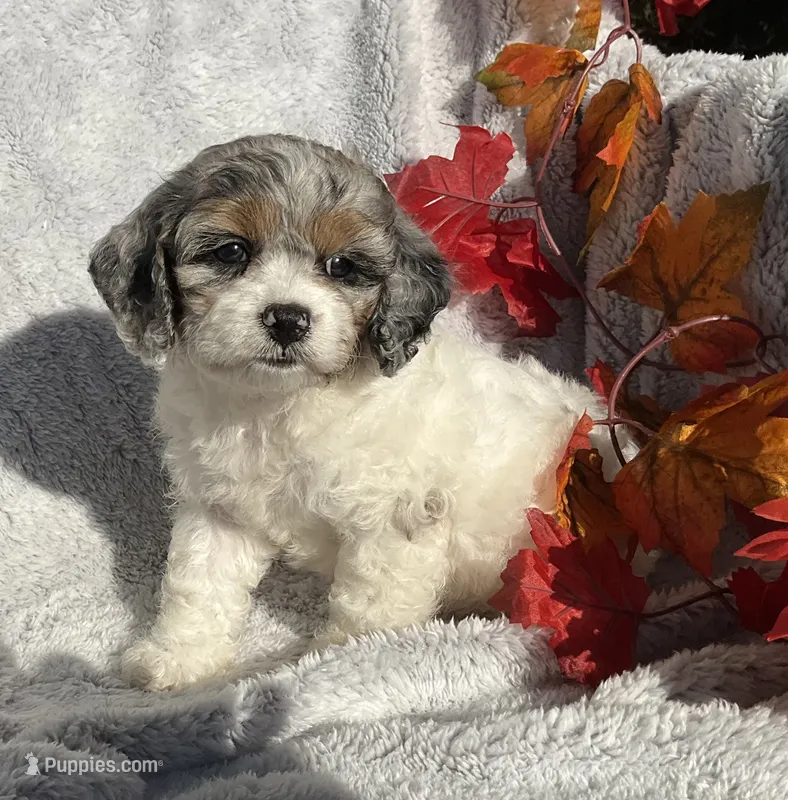 Bitsy – Cockapoo puppy for sale in Goshen, IN