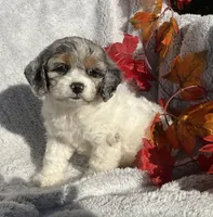 Bitsy, a female Cockapoo for sale in Goshen, IN – 1 of 8
