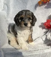 Bambi, a male Cockapoo for sale in Goshen, IN – 2 of 8