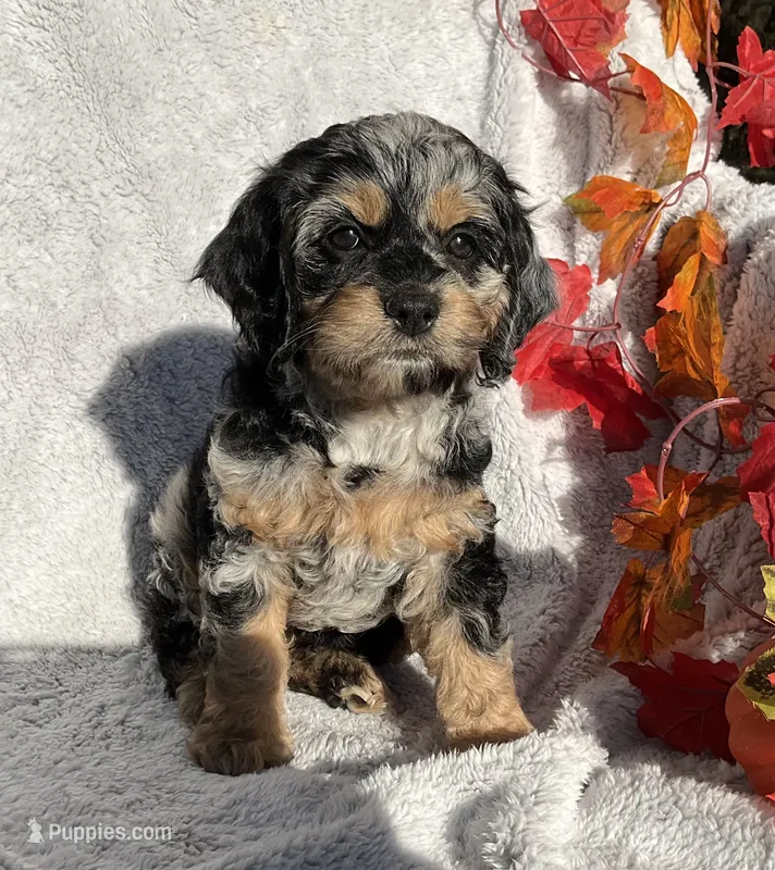 Buttons – Cockapoo puppy for sale in Goshen, IN