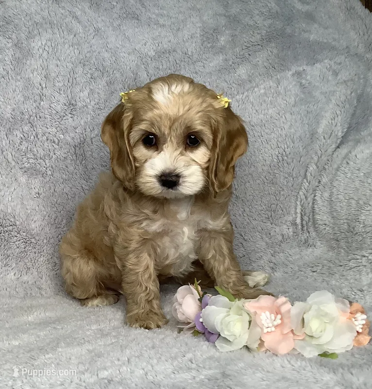 Butterscotch  – Cockapoo puppy for sale in Goshen, IN
