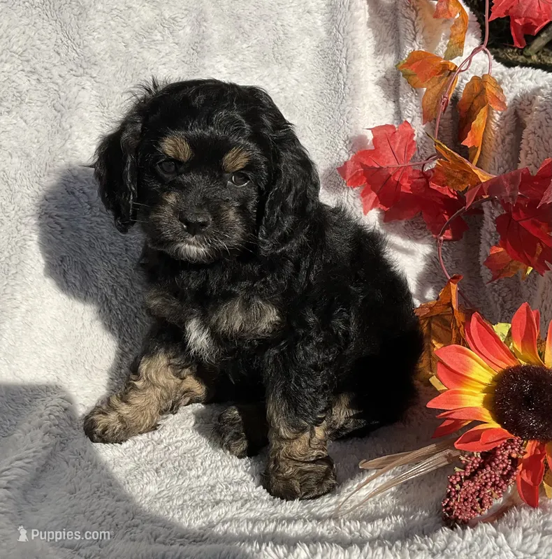 Birdie  – Cockapoo puppy for sale in Goshen, IN