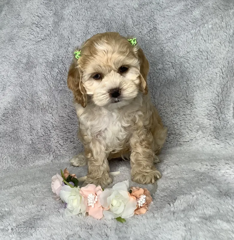 Maple Sugar – Cockapoo puppy for sale in Goshen, IN