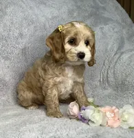 Butterscotch , a female Cockapoo for sale in Goshen, IN – 5 of 8