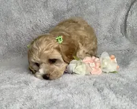 Maple Sugar, a female Cockapoo for sale in Goshen, IN – 4 of 8