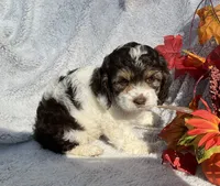 Bubbles, a female Cockapoo for sale in Goshen, IN – 5 of 8