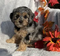 Biscuit, a female Cockapoo for sale in Goshen, IN – 4 of 7