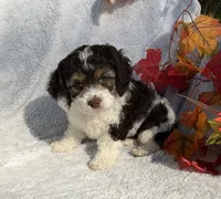 Bubbles, a female Cockapoo for sale in Goshen, IN – 1 of 8