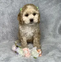 Maple Sugar, a female Cockapoo for sale in Goshen, IN – 2 of 8